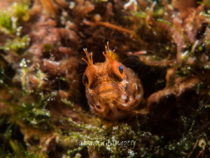 Roughhead Blenny - Acanthemblemaria aspera
Using  Olympu... by Jan Morton 
